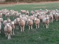 母羊, Ile-de-France sheep — 照片 1