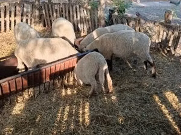 كبش, الأغنام