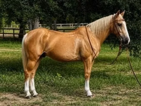 Cal, Quarter Horse