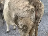गाय, Swiss cattle — फ़ोटो 2
