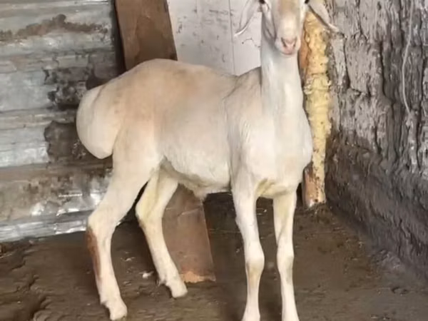 Qoç, Rhon sheep