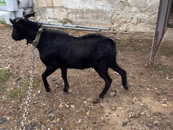 Țap, Murcia-Granada goats
