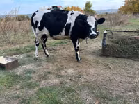 Vacă, Russian Black pied cattle — foto 4