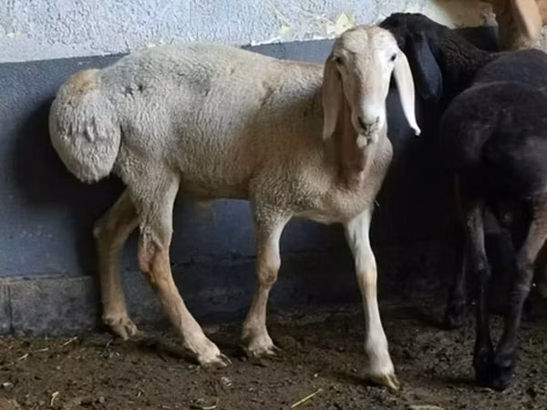 Oveja, Arashan sheep