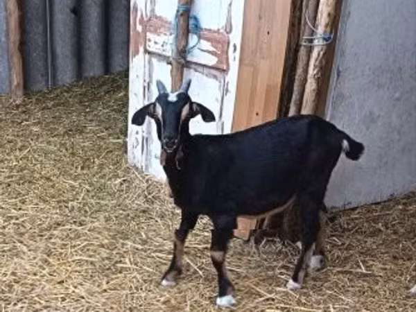 Țap, Alpine goat