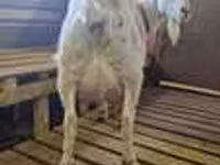 Cabra, LaMancha goats — foto 3