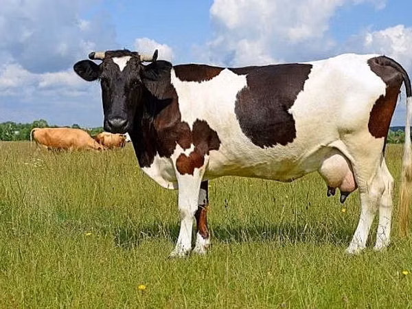 Kuh, Holstein-Rasse — Republik Moldau