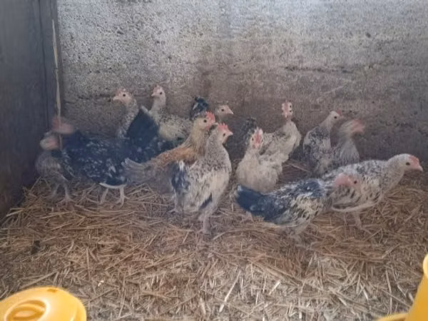 Japanisches Bantam