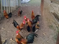 Dutch Bantam — photo 1