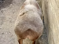 Oaie, Oi — foto 5