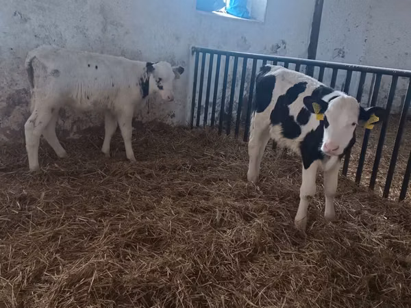Bull, Cattle