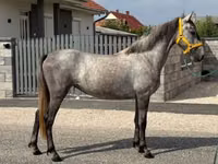 Yegua, Caballos — foto 2
