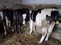 بقرة, Simmental cattle — الصورة 3