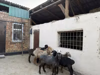 Oaie, Rhon sheep — foto 1