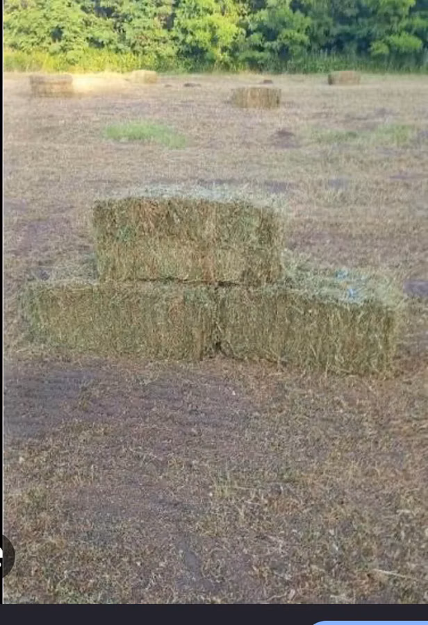 Vind tiucuri de lucernă