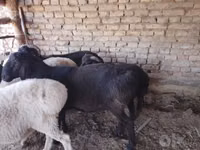 Ziegenbock, Ziegen — Foto 6