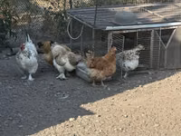 Czech Gold Brindled Hen — photo 4