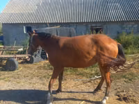 Toychoq, Otlar — 2-rasm