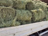 Balot de lucernă — foto 1