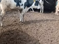 Bou, Russian Black pied cattle — foto 2