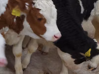 ثور, Simmental cattle — الصورة 6