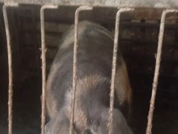 公猪, Pigs