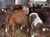 Bou, Simmental cattle — foto 7