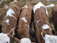 Bulle, Simmental cattle — Foto 4