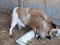 公山羊, Goats — 照片 3