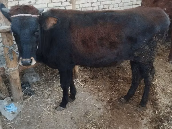 牛只（批次，未指定性别）, Cattle