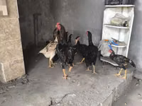 Chickens — foto 8