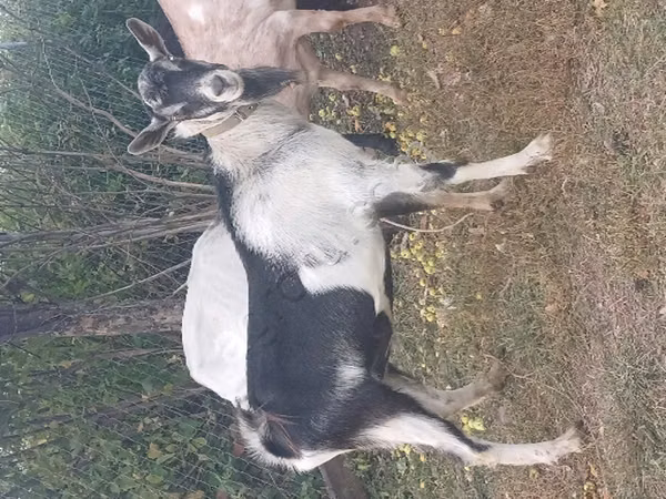 Billy Goat, Alpine goat