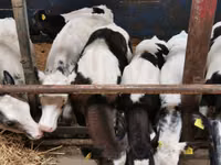 İribuynuzlu mal-qara (partiya, cinsi göstərilməyib), Simmental cattle — foto 4