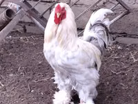 Brahma — photo 3