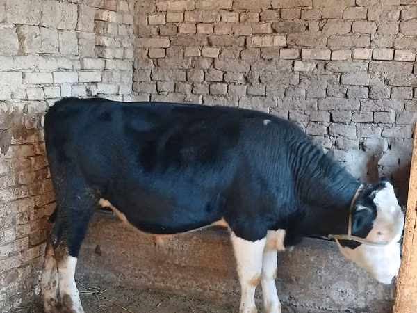 Bulle, Russian Black pied cattle