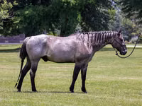 Cal, Quarter Horse — foto 2