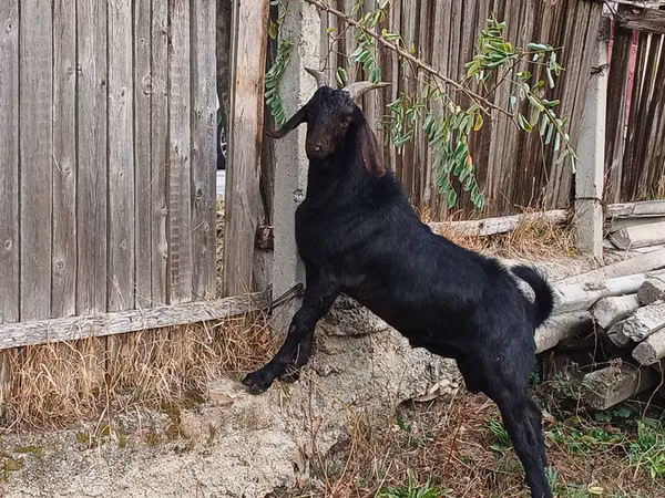 Cabro, Nubian Goat