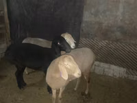 Qoyun, Arashan sheep — foto 2