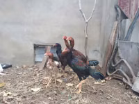 Chickens — foto 6