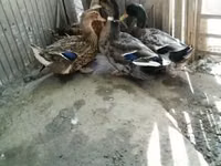 Ducks — 5-rasm