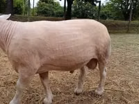 公羊, Sheep — 照片 1
