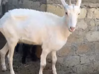 عنزة, الماعز — الصورة 2