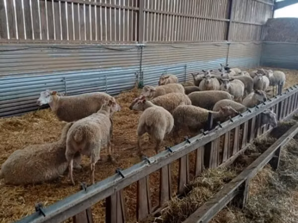 نعجة, Rouge de l’Ouest sheep