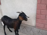 Ziege, Nubian Goat — Foto 3