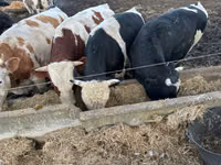 Vacă, Bovine — foto 2