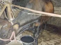 牛只（批次，未指定性别）, Cattle — 照片 4