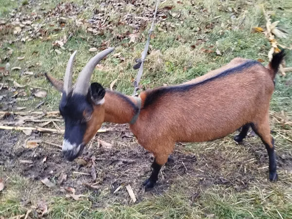Capră, Capre