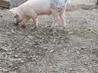 Boar — photo 1