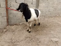 Carnero, Ovejas — foto 6