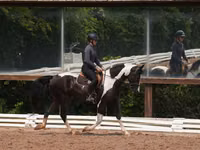 Caballo, Friesian — foto 7